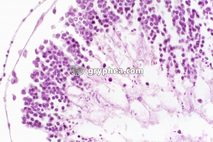 Testicule d'Oursin x200 - gryphea.com